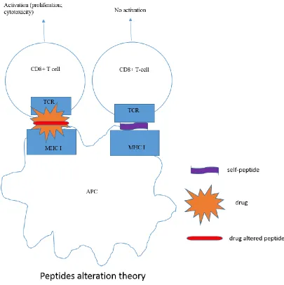 Figure 1.4 C shows peptide alteration theory. When certain peptides are displayed to T-cells, they do not generate immune response