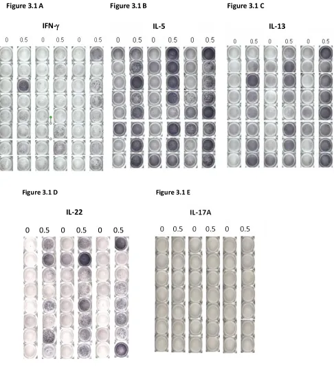 Figure 3.1 D                                                            Figure 3.1 E