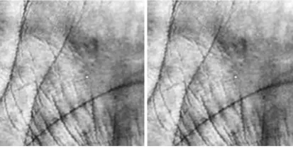 Fig 2 (a) Input palmprint (b) Reconstructed Image using    WBDT and SPIHT algorithm  