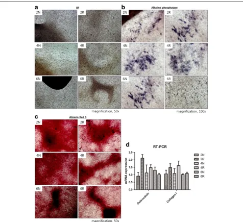 Fig. 6 Osteogenic differentiation. a Bright field view. Calcium deposition (black dots) was scattered throughout the entire area after osteogenicdifferentiation in all groups