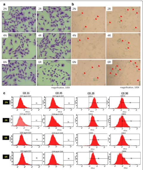 Fig. 3 Senescence of irradiated ASCs. a Crystal violet staining. Cell morphology was inhomogeneous, smaller, and blunter in the 6R groupcompared to the other groups