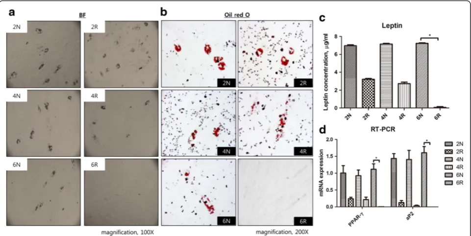 Fig. 4 Adipogenic differentiation. a Bright field view. Adipogenic differentiation was not observed in the 6R group