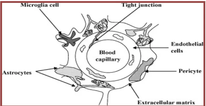 Figure 2:  Schematic representation of the brain capillary endothelium that form the blood–brain barrier (BBB)