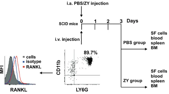 Table 1. Distribution of Ly6G+ cells after their transfer in zymosan-injected recipient SCID mice