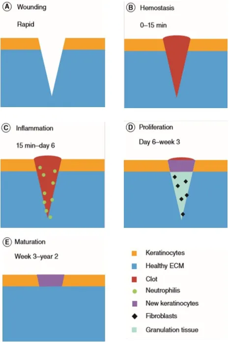 Figure 1: Successive stages of Wound healing. a) Wounding: occurrence of a wound in healthy tissue