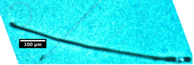 Figure 4: Detail of the n = 7 track showing track as blackenedgrains in dark area and as voids in plastic or gelatin in clear area.Note the conventional pattern similar to an ionizing particle in anemulsion (cf