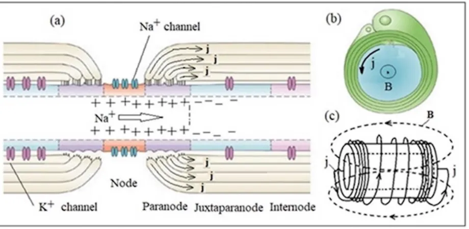 Figure 9. Induction model of the soltator mechanism of nerve impulse transmission. Scheme of interception of Ranvier (a), myelin sheath (b) and myelin nerve segment (c)