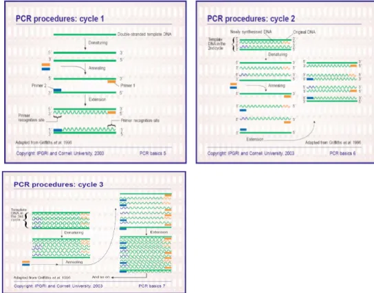 Figure  3.  Exponential  amplification  of  Polymerase  Chain  Reaction (Vierstraete, 1999)