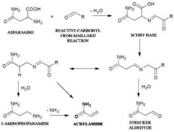 Figure 4. Proposed mechanism of acrylamide formation from  asparagine and reducing sugars (Krishnakumar and 