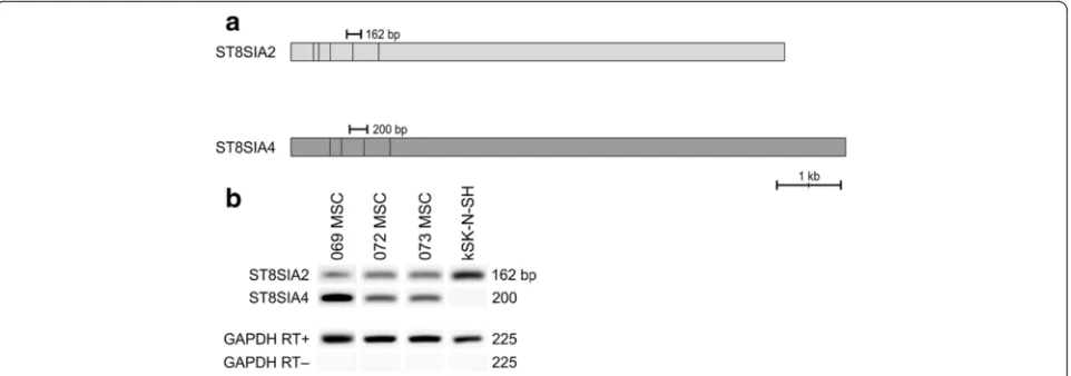 Fig. 3 Polysialyltransferase transcription in hBM-MSCs. NCAM polysialylation is catalyzed by two Golgi resident enzymes, polysialyltransferasesbpST8SIA2 and ST8SIA4