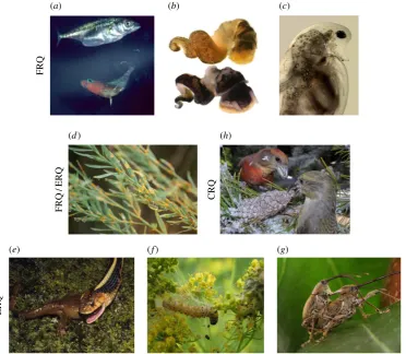 Figure 1. Natural systems used to explore Red Queen dynamics. (ERQ dynamics: (dynamics: Crossbills and lodgepole pine trees