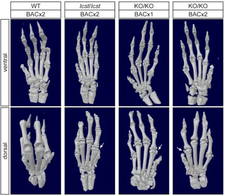 Figure 7. Forepaw skeletal phenotype of transgenic rescue mice. mbones that are a feature of the ventral surface