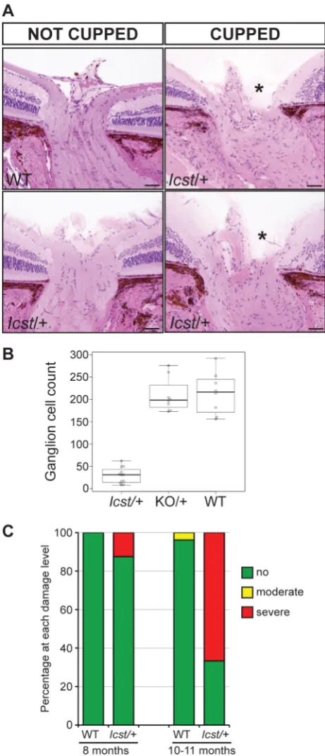 Figure 3. The IOP is elevated in Lmx1bLmx1bup to 6 months (P = 0.006 at 2–3 months and P = 0.009 at 5–6 months).The IOP measurements are not significantly different in older miceowing to low readings ofdifferent ages