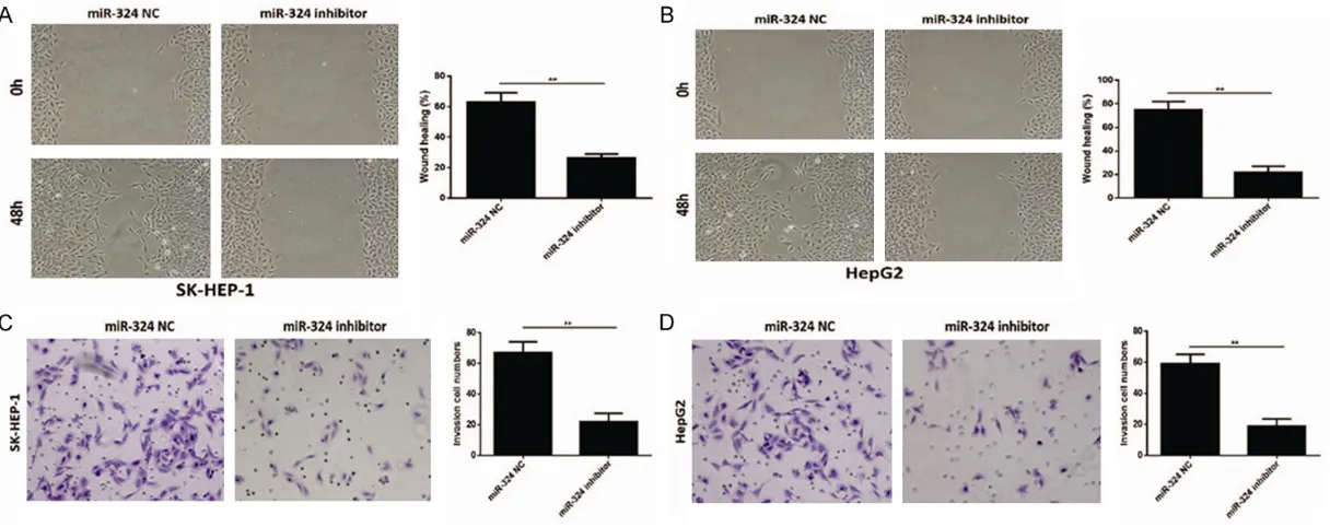 Figure 3. Effect of miR-324 on migration and invasion of HCC. A, B. The wound healing rate in SK-HEP-1 and HepG2 cells transfected with miR-324 inhibitor were significantly decreased compared with negative control