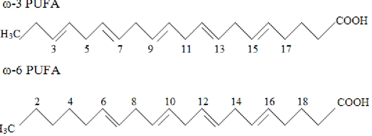 Fig. 1. The structure of ω-3 PUFA (eicosapentaenoic) and ω-6 PUFA (arachidonic) 