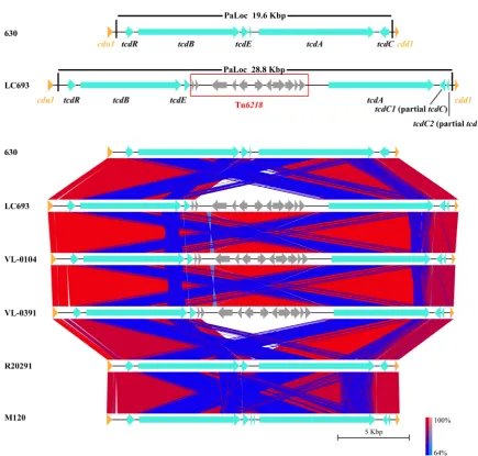 Figure 2. Comparative analysis of PaLoc Clostridium difficile strains discussed in this study