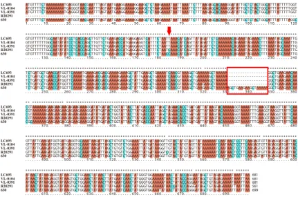 Figure 3. Sequences comparisons of tcdC among Clostridium difficile strains discussed in this study