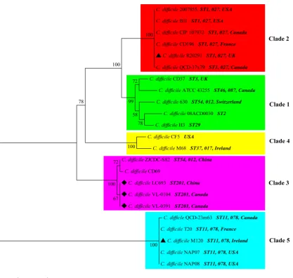 Figure 1. Evolutionary relationships of nucleotide sequences. All positions containing gaps and missing data were eliminated