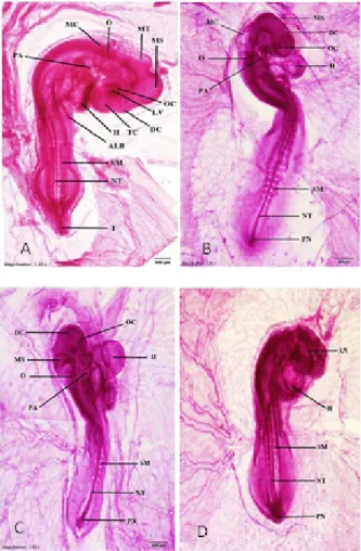 Fig 1. Total mount of day 3 chick embryo of the control group (A),  (B) the experimental group of 1 mg of MSG/gm egg weight