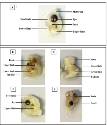 Fig 4. The micrographs of the development of the control (4A) and  the experimental groups of dose 1 mg of MSG/gm egg weight in Fig  4B, showed under development of diencephalon and absent of both  eyes (anophthalmia), (4C) the experimental group of dose 2
