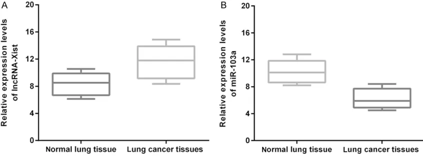 Figure 1. Expression of lncRNA-Xist in human lung cancer tissue and cells. A: Comparison of expression of lncRNA-Xist between normal lung tissue and in human lung cancer tissues (A549 cells)