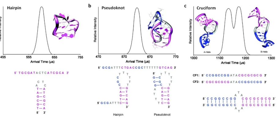 Figure 6 Polynucleotide structures as determined using a combination of molecular dynamic simulations and experimentally determined arrival time distributions