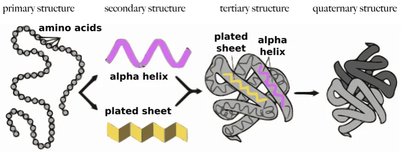 Figure 1.6: Structure of an α-helix and a β -sheet.