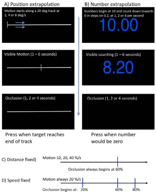 Figure 1. Position and number extrapolation tasks. (A) The trial structure of the position extrapolation task