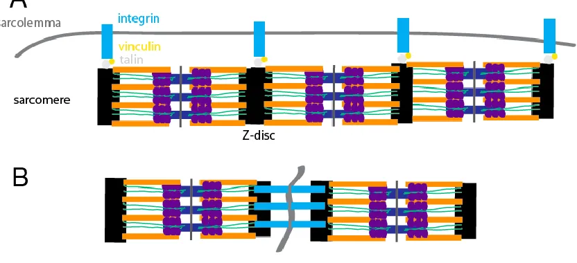 Figure 7 The costamere and the intercalated disc 