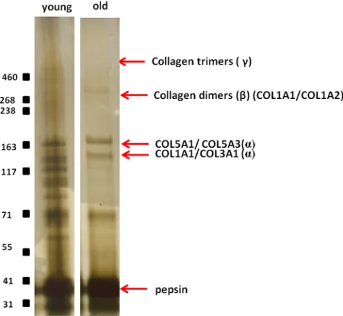 Table 2). STRING analyses resulted in a loose network of pro-teins containing two highly connected clusters around collagenfibril organization and ECM organization (Fig