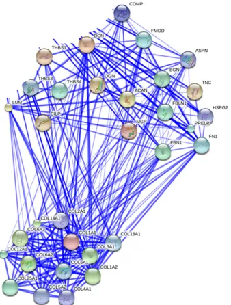 FIGURE 3. Protein-protein interaction map of soluble GdnHCl-extracted proteins in normal tendon