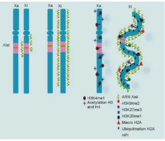 Figure 2. Heterochromatin formation on Xi. The histone code is involved in XCI through his-tone modifications, such as H3K9me2, H3K27me3, and H4K20me1, that occur after the Xist RNA “cloud” has formed and the Polycomb repressor complex 2 (PRC2) has been ac