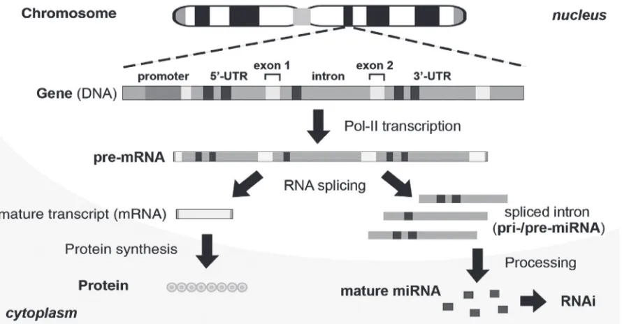 Figure 1 Biogenesis of native intronic microRNA (miRNA). Intronic miRNA is co-transcribed within a precursor messenger RNA (pre-mRNA) by eukaryotic type-II RNA polymerases (Pol-II) and cleaved out of the pre-mRNA by RNA splicing