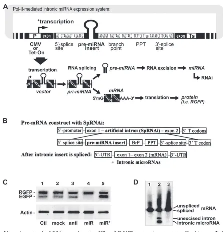 Figure 3 Structural composition of the blotting (SpRNAi-incorporated recombinant RGFP gene (SpRNAi-RGFP) in an expression-competent vector (A), and the strategy (B) of using this composition to generate manmade microRNA (miRNA), mimicking the biogenesis me