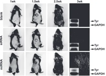 Figure 4 Effects of miRNA-mediated tyrosinase (induced a strong and specito be feasible using the ectopic transfection of a recombinant Tyr) gene silencing on the depigmentation of mouse skins and hairs