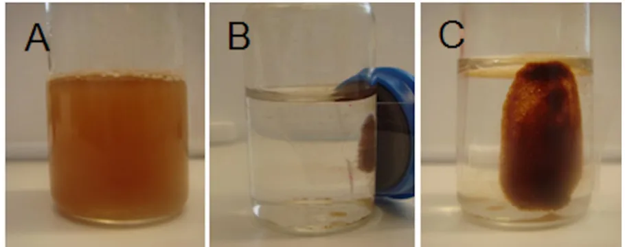 Figure 2. The prepared magnetic capsules in aqueous solution and their targeted movement under external magnetic stimuli [13]