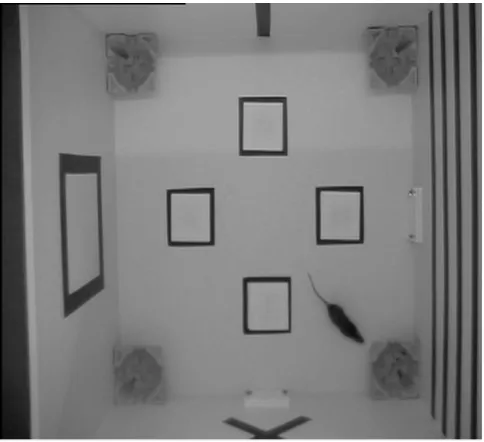 Fig. 1. Still form rat video data