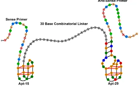 Figure 1 Structure of the combinatorial library that was screened for bivalent aptamers