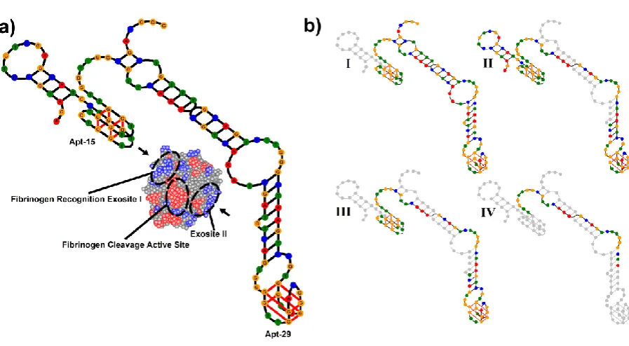 Figure 5 a) Structure of bivalent aptamer based on Linker 2. b) Structures of truncated derivatives of bivalent aptamer based on linker 2; excised bases are shown as grey circles