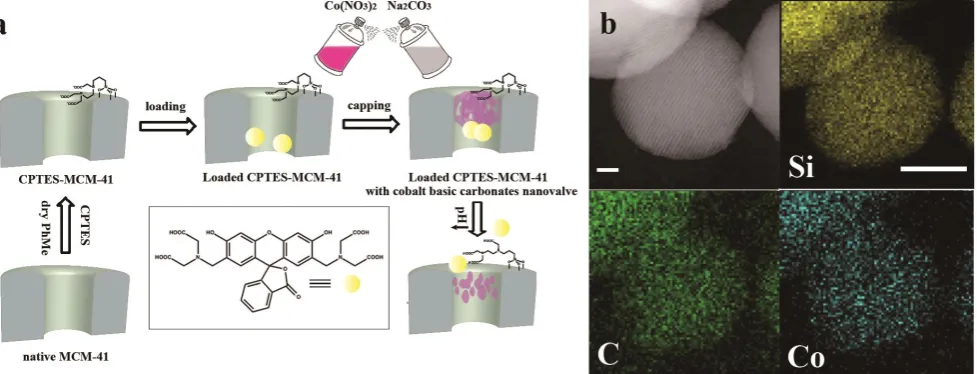 Fig. 1 (a) Schematic representation of preparation and operation of the acid responsive mechanized nanocontainers