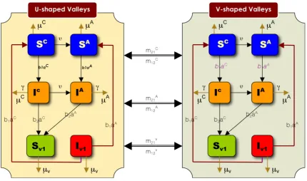 Figure 1. Transfer diagram for the different epidemiological groups in different patches