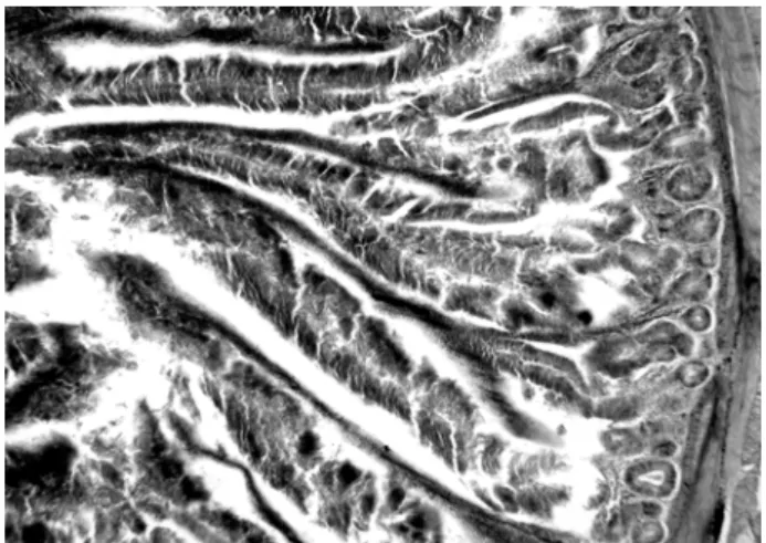 Figure 1 Experimental group (EG1) - section through  duodenum, overview   