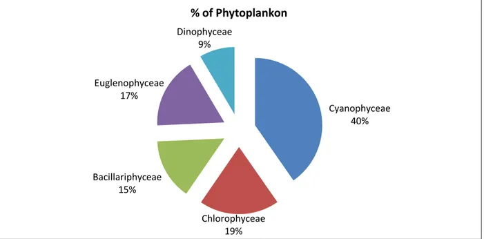Table  4.  Showing  the  distribution  of  some  important  Phytoplankton  species  in  Arekurahatti  Lake  belonging to different Genera under five classes during May 2012 to April 2013