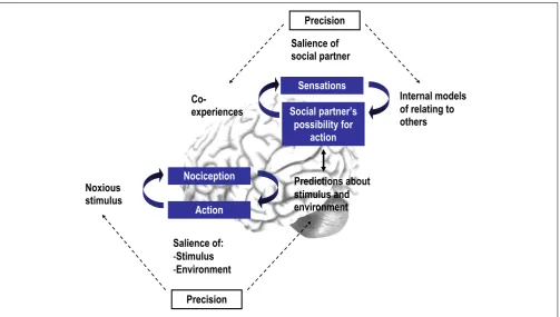 FIGURE 1 | A schematic representation of our free energy framework.Thebottom panel depicts how interpersonal interactions may modulate theprecision of interoceptive predictions, while the top panel shows theperception of interpersonal interactions per se, and how these inﬂuence