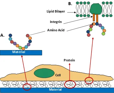 Figure 1.1: Schematic of the cell/surface interface and binding of a cell to the protein adlayer