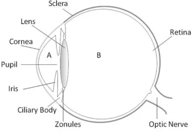 Figure 1.2: Schematic of the anatomy of the eye.  Light enters the eye through the transparent anterior 