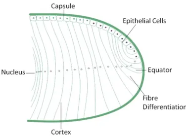 Figure 1.4: Schematic of the development of the lens fibres. A new lens cell at the equator slowly 