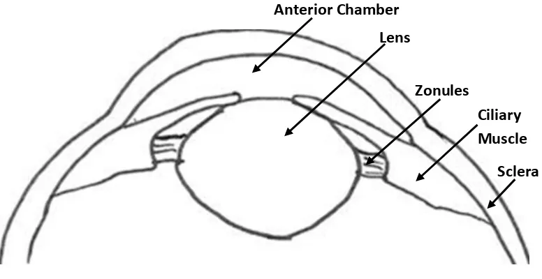 Figure 1.6: Schematic detailing the process of accommodation.  The ciliary muscle contracts moving 