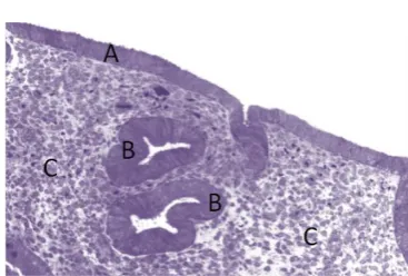Figure 2: Microscopic Structure of the 