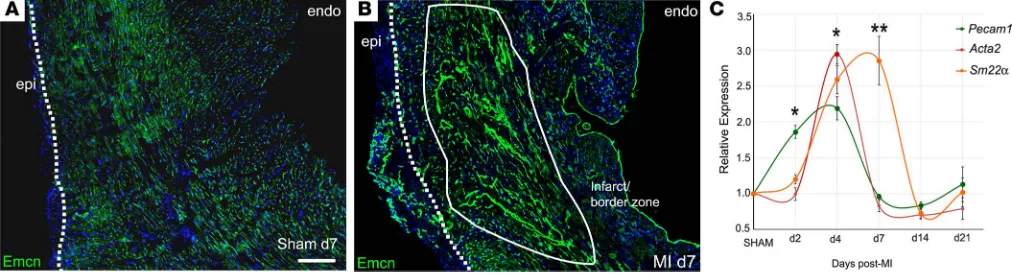 Figure 1. The endogenous neovascular response after myocardial infarction. Immunostained transverse heart sections reveal considerable expansion of the capillary network by day 7 after infarction (B; compared with sham, A)